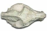 Fossil Oreodont (Merycoidodon) Skull - South Dakota #355528-9